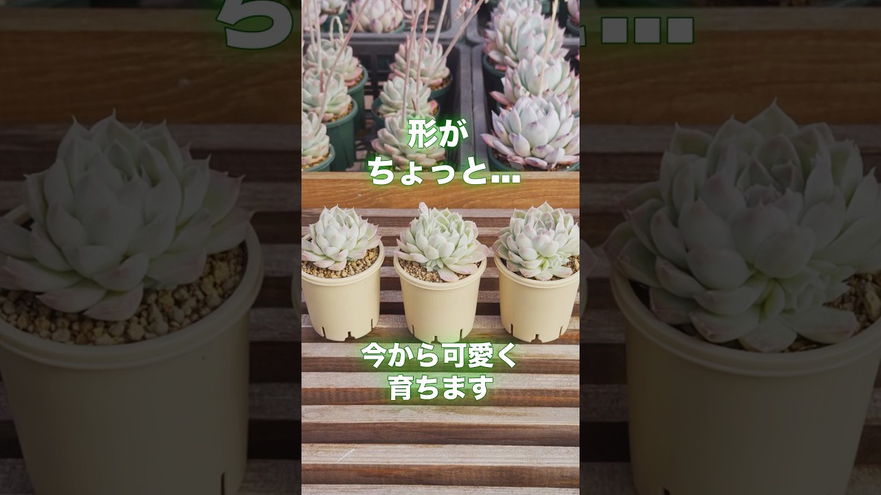 【子株がたくさん】このままでも大丈夫