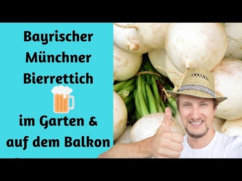 Bayrischer Bierrettich 🍺 auf meinem Balkon Garten 😍