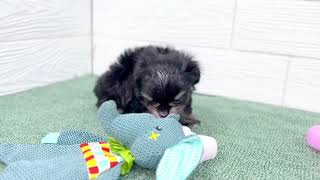 ハーフ犬の動画01