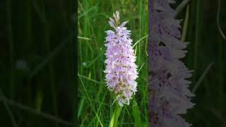 Wild Orchid Close Up