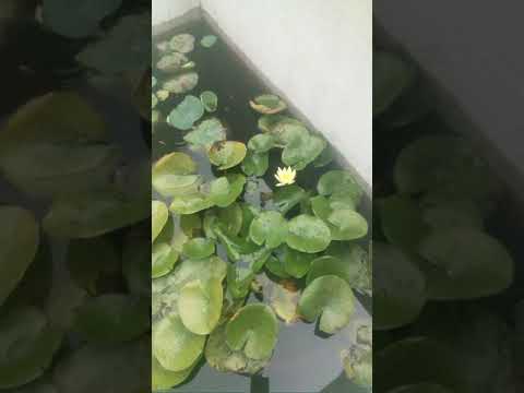 My natural pond with water Lily and lotus