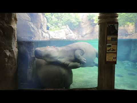 Hippo Fiona trying to get comfortable - Cincinnati Zoo