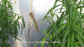 Praying Mantis Quick Facts, Praying Mantis In The Greenhouse