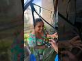 അയർലണ്ടിലെ ചീര വിളവെടുപ്പ് Malayalamvlog Malayalivlo