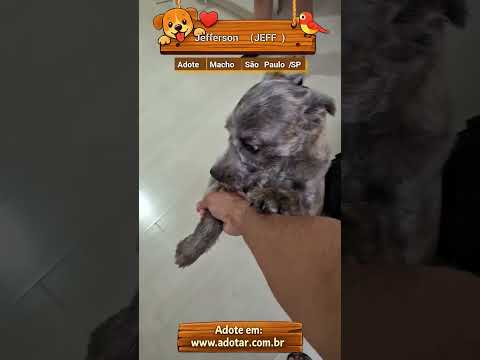 Vídeo de Jefferson (JEFF)