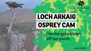 Female osprey gets blown off her perch by strong wind - Loch Arkaig Osprey Cam