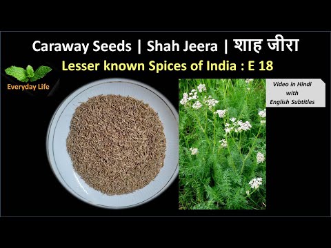 download lagu mp3 mp4 Caraway Seeds In Hindi, download lagu Caraway Seeds In Hindi gratis, unduh video klip Caraway Seeds In Hindi