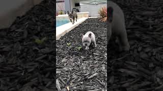 Video preview image #1 French Bulldog Puppy For Sale in ORANGEVALE, CA, USA