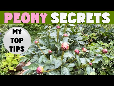 PEONY SECRETS. MY top tips for growing & propagating lush & beautiful peonies