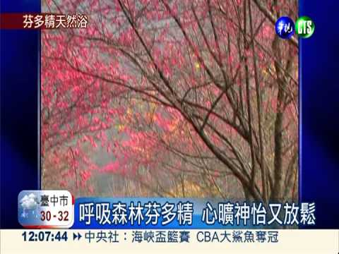 芬多精有益健康 溪頭鎮定助安眠