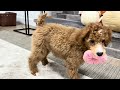 Toy Poodle dogs for sale: Wanda - Video 1