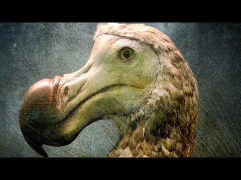 The Real Reasons For the Extinction of Dodo Birds