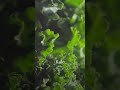 10 Amazing Benefit Of Eating Kale See Description