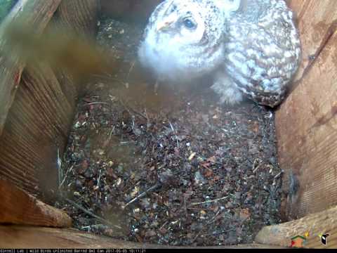 Owlet Jumps Up to Look Out of Nest Box Hole – May 5, 2017