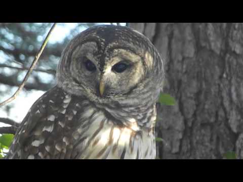 Close up barred owl