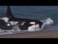 Dangerous Killer Whale Attacks Seal On Beach
