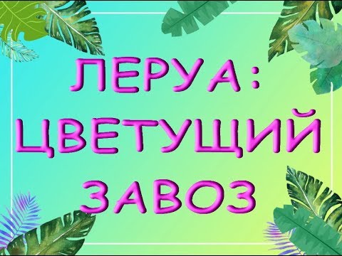 ЛЕРУА:всё в ЦВЕТАХ!06.09.19,Самара,ТЦ"Космопорт".ПРИВЕТЫ Ларисе и Наталье :)