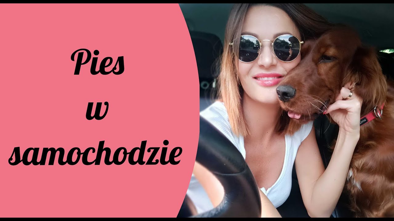 Jak przewozić psa w samochodzie Przepisy prawa, rozwiązania, wskazówki #5