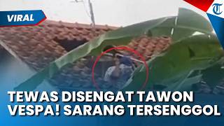 MENINGGAL DUNIA SAAT BERSIHKAN TOREN AIR! Tak Sengaja Senggol Sarang Tawon Vespa hingga Disengat