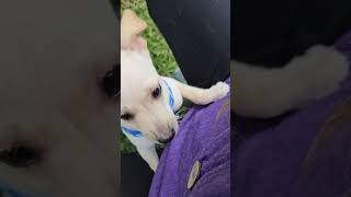 Video preview image #1 Chihuahua-Poodle (Toy) Mix Puppy For Sale in Mount Pleasant, SC, USA