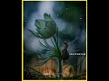 Malayalam Song Whatsapp Status Malayalam Song Whatsapp Status Malayalam Malayalam Song Status