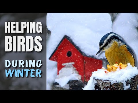 Helping Birds During Winter | Doing it Properly