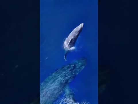 Animal can't be scary. #502