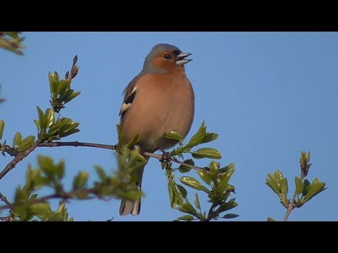 Chaffinch singing II