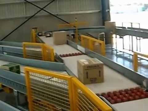 Freight Sorting Conveyors