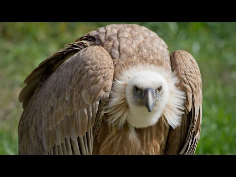 THE GRIFFIN VULTURE - the prince of the sky