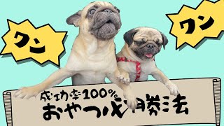 必勝法☆僕の編み出した都市伝説?! おやつが欲しいワン！[PUG LIFE/パグ]日常編⑼