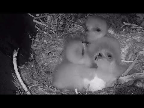 Cornell Red tailed Hawks~Still three little chicks & a egg~6:02 AM 2022/04/26