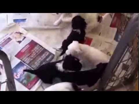 The Ferhi & Farouk pups