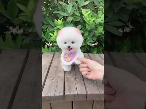 Pocket puppy #dogshorts #puppydog #puppylife #petlover #pets #animalworld #cutedog