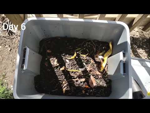 A time lapse of my compost. earth day project.