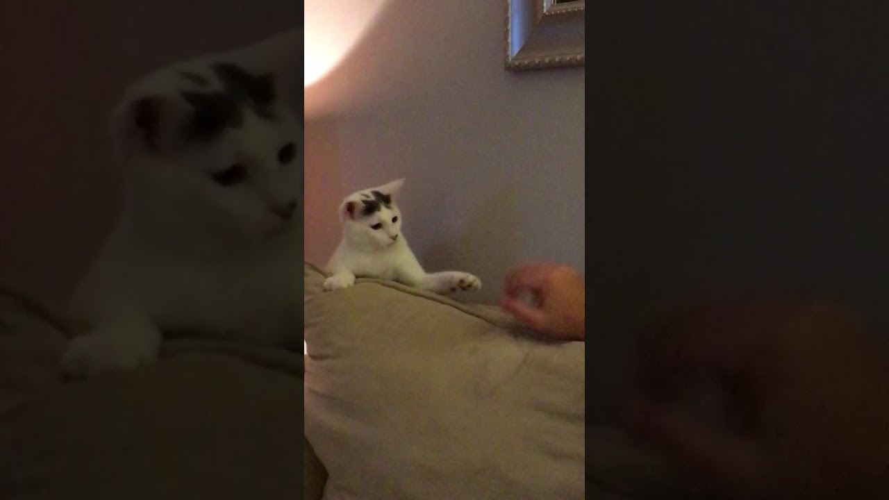 Animalsdt  white cat trying to play with hand on couch