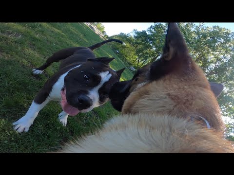 American Bully Tries Messing With Belgian Malinois At Dog Park