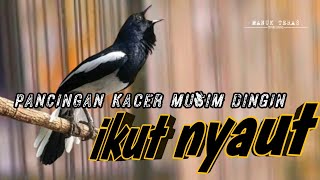 Download lagu Pancingan Kacer Agar Emosi Langsung Buka Ekor mp3