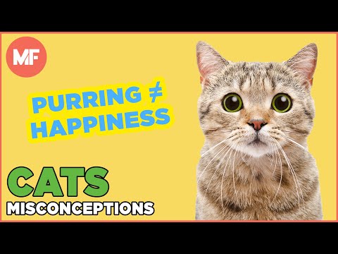 Misconceptions About Cats