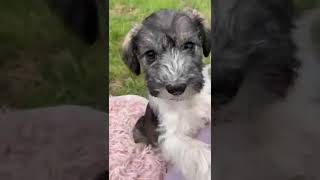 Miniature Schnauzer Puppies Videos