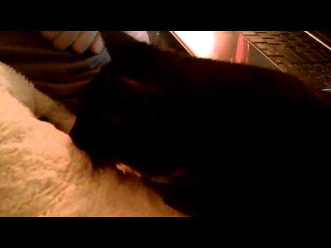 Cat purring kneading my pillow