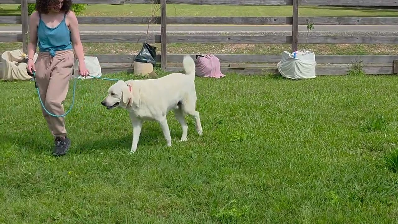 Enlarge Hudson in LA - Loves Back Scratches!, a Adoptable Great Pyrenees in Lake Charles, LA video 4/4