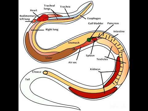 snakes and snake Anatomy