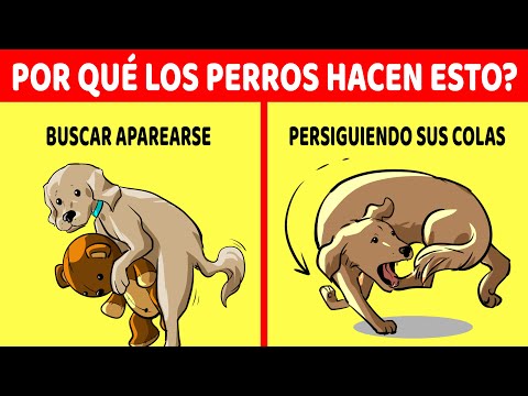 Explicación De Los 15 Comportamientos Más Extraños De Los Perros