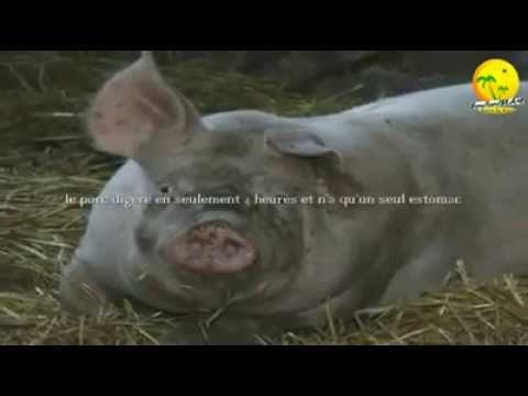 Pourquoi le porc est interdit en islam ?
