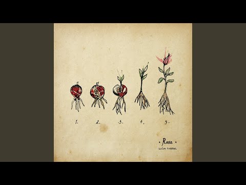 A Rosa video