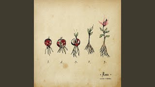 Querida Rosa Lyrics English Translation