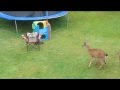 Friendly otter wants to play with deers (video)