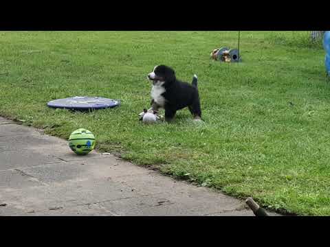 Yasmina the Berner - Bark dance instead of break dance