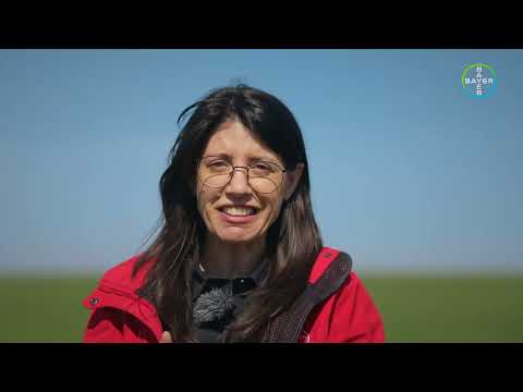 Evaluarea culturii de grâu și recomandările Bayer